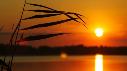 Orange Sunset Reflections on Water With Silhouetted Reeds