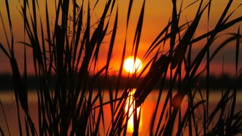 Golden Sunset over Water with Silhouetted Reeds