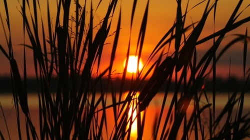 Sunrise Through Reeds Reflecting in a Calm Lake