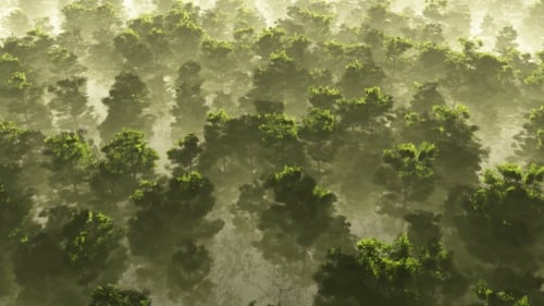 Aerial View of a Misty Green Forest at Sunrise