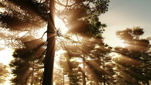 Warm Sunbeams Piercing Through Forest Canopy