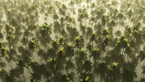 Aerial View of Misty Tropical Palm Tree Forest with Sun Rays