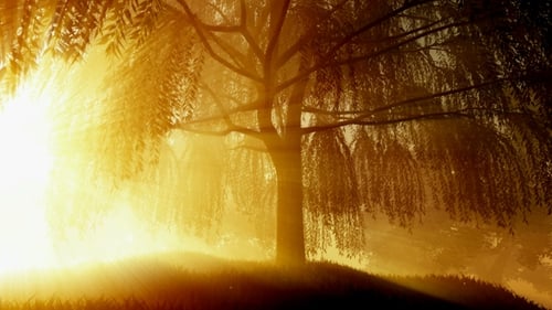 Sunrays Shining Through The Trees