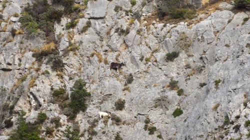 Wild Goats Moving on Steep Mountain Cliffside