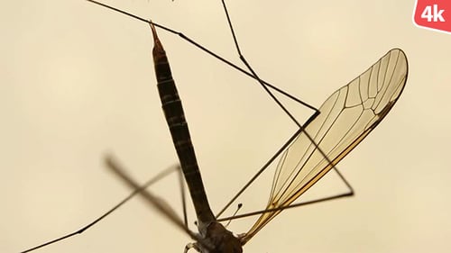 Insect Analysis 659