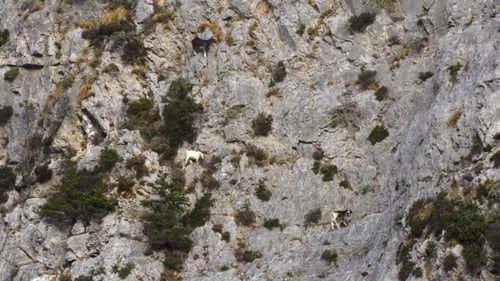 Mountain Goats on Steep Rocky Cliff Face