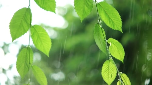 Green Leaves In Rainy Weather