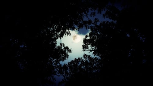 Wald mit Mond