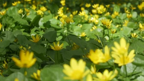 Close-up of Blooming Yellow Wildflowers in Field