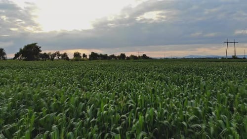 Luftbildfeld junger grüner Maispflanzen