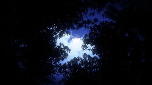 Night, Forest and Moon