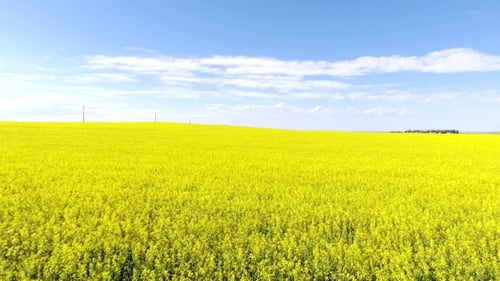 Aerial Flyover Of Yellow Canola Field On a Summer Day