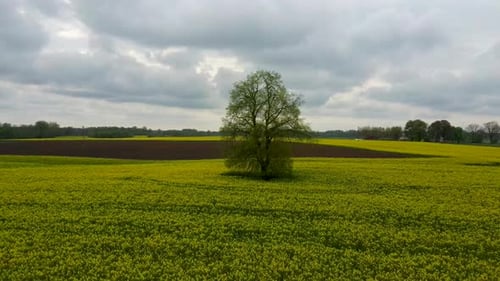 Flight Over Field With Flowering Canola Flowers and Linden