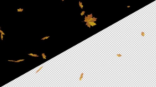 Natural Autumn Maple Leaves Falling Loop Overlay