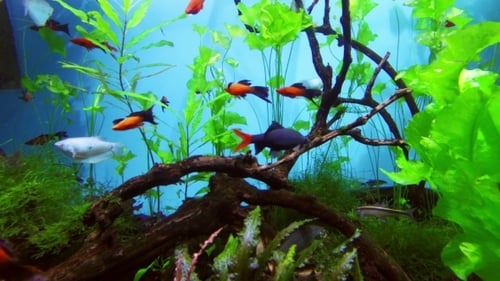 Beautiful Fish In Freshwater Aquarium