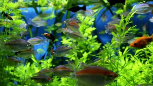Beautiful Fish In Freshwater Aquarium