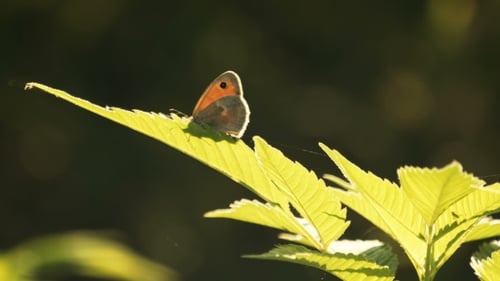 Schmetterling auf Getreidepflanzen im sonnigen Frühlingstag