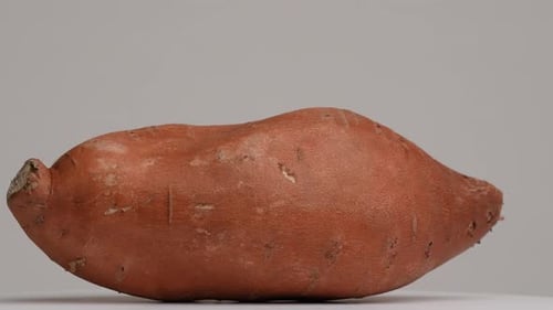 Single Sweet Potato Close Up on Gray