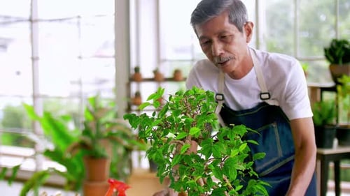 Senior Man Tending Bonsai Tree in Bright Room