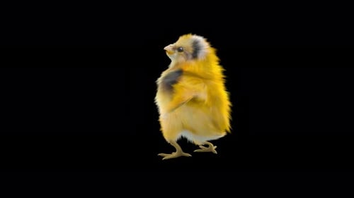 Realistic Baby Chick Walking with Alpha Channel
