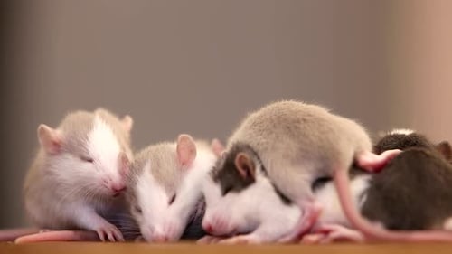 Pile of Adorable Baby Rats Grooming Each Other