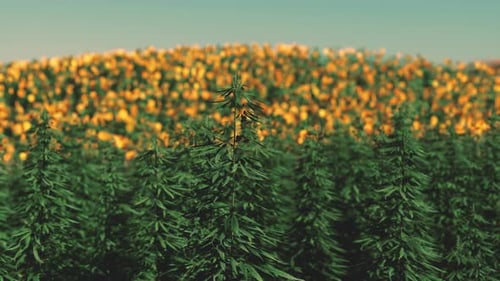 Green Technical Marihuana Cannabis Field