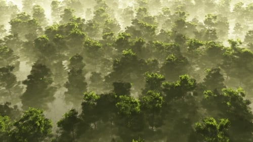 Misty Green Forest Flyover Aerial Animation