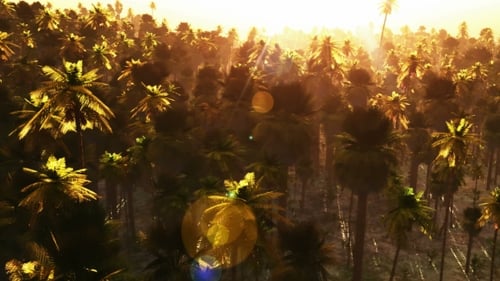 Palmeral tropical al atardecer