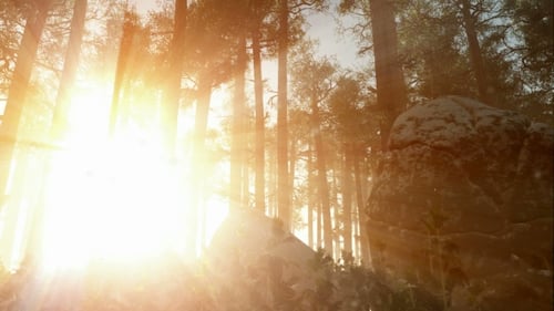 Sunrays Shining Through The Trees