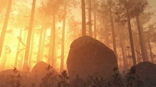 Sunrays Shining Through The Trees