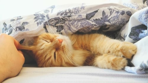 Adorable Kitten Napping Under Blanket, Being Pet