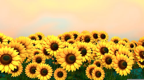 Sunflower Field