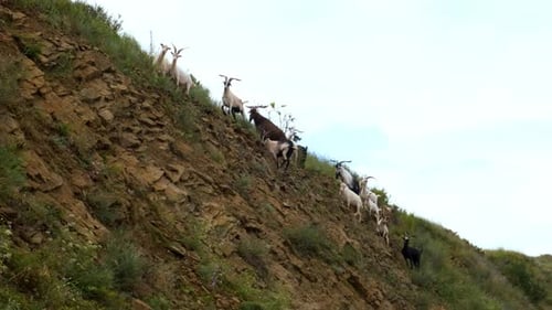 A Herd of Wild Mountain Goats Climbs a Rocky Cliff