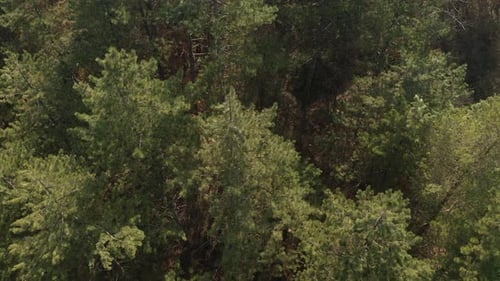 Aerial View of Dense Evergreen Forest Canopy