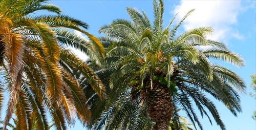 Palms On The Wind