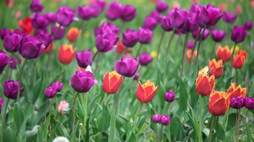 Colorful Tulips In The Park