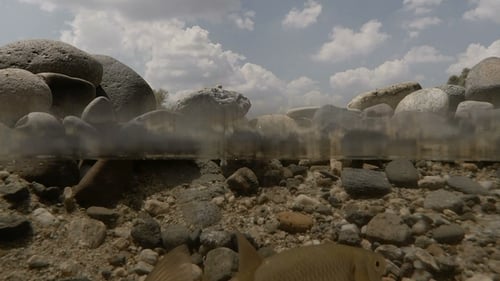 Vida de peces 3