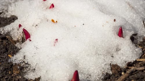 Flower Buds Emerging From the Melting Snow