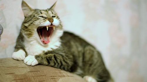 Yawning Cat