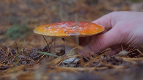 Hand Picks a Fly Agaric Mushroom In The Forest