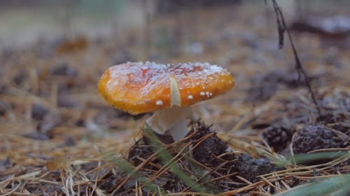 Colhe à mão um cogumelo agárico mosca na floresta