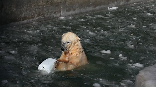 Polar Bear