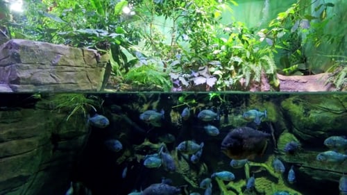 Piranha-Fische im Süßwasseraquarium