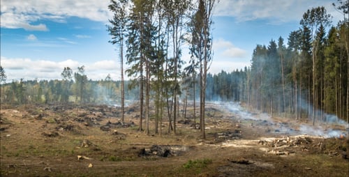 Deforestation Aftermath With Smoke and Stumps