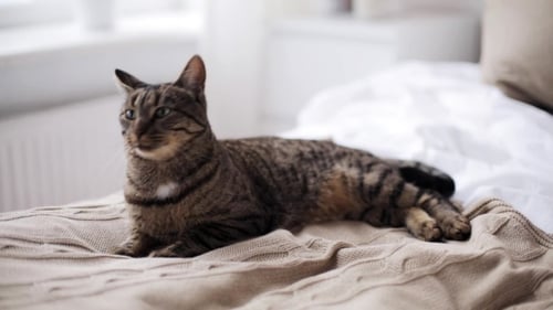 Lazy Tabby Cat Lounging on Bed at Home
