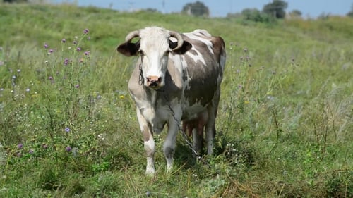 Cow Chews The Grass And Looking At Camera