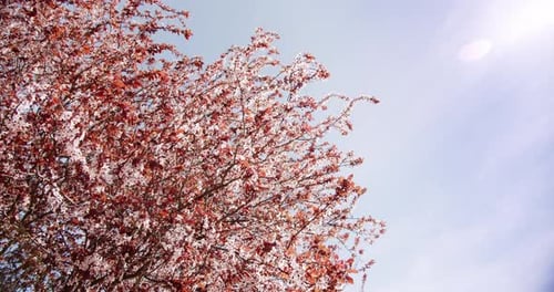 Blooming Tree in the Springtime Against Blue Sky