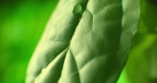 Beautiful Green Leaf After the Rain. Close-up. Super Slow-Mo: Raindrops Falling On A Green Leaf
