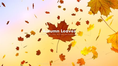 Seamless Loop of Falling Autumn Maple Leaves