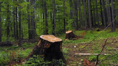 Cut trees in the green forest. Deforestation. Log trunks pile, the logging timber wood industry